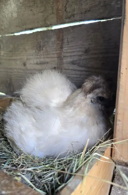 Bruteier, Küken, Seidenhuhn