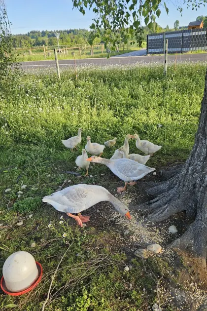 Fränkische Landgänse