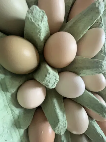 Eier