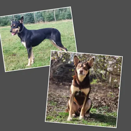 Working Kelpie Welpen