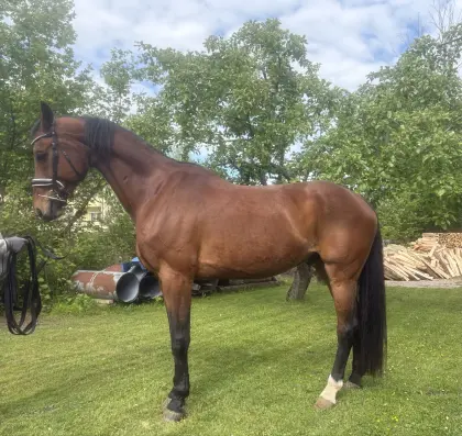 KWPN-Wallach, Holländisches Warmblut