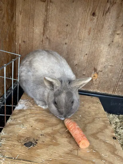 Zwerghasen, Zwergkaninchen