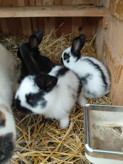 Jungkaninchen