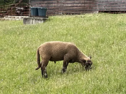 Jura-Lamm männlich zu verkaufen