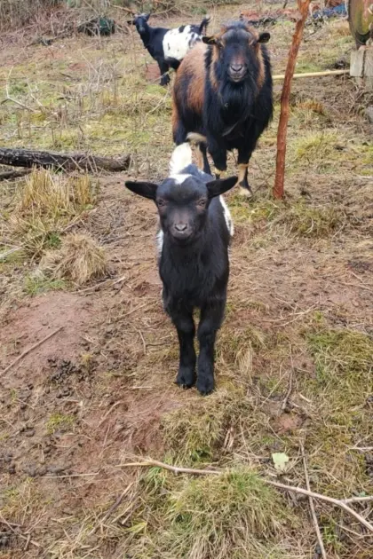 Ziegenfamilie