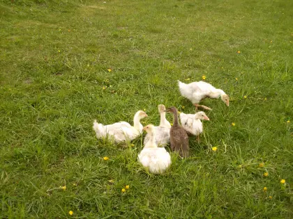 Gänse, Puten, Truthahn