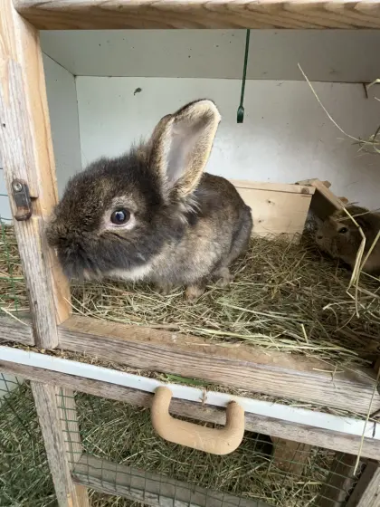 Löwenkopfkaninchen