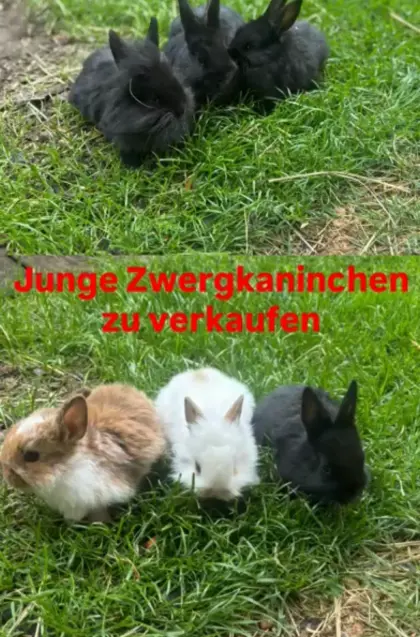 Zwergkaninchen