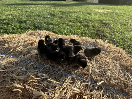 Ayam Cemani Bruteier