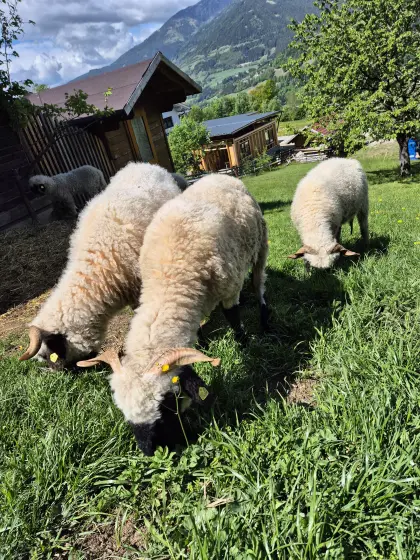 Walliser Schwarznasen