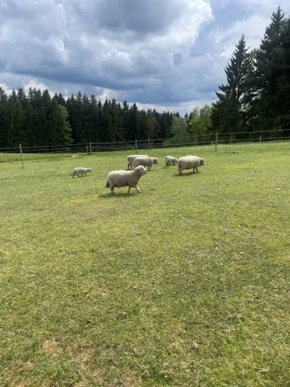 Southdown Babydollböcke