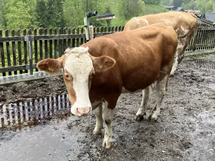 Fleckviehkuh
