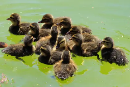 Stockenten-Küken, Wildenten-Küken