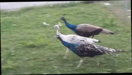 Pfau