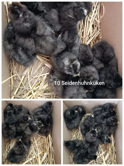 Seidenhuhnküken