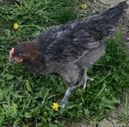 Marans Rassehahn, Junghahn