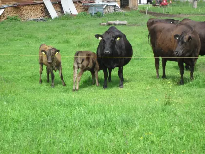 Bio-Wagyu