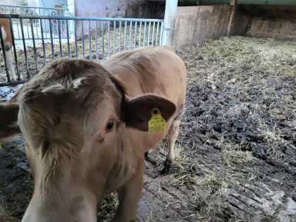 Charolais-Fleck-Stier zu verkaufen