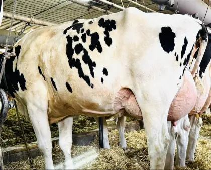 Holstein Erstmelk