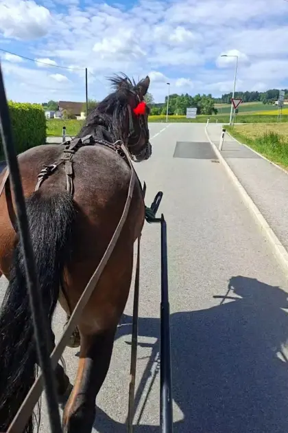 Noriker Stute