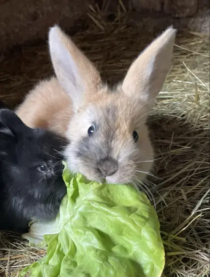 Junge Kaninchen zu verkaufen
