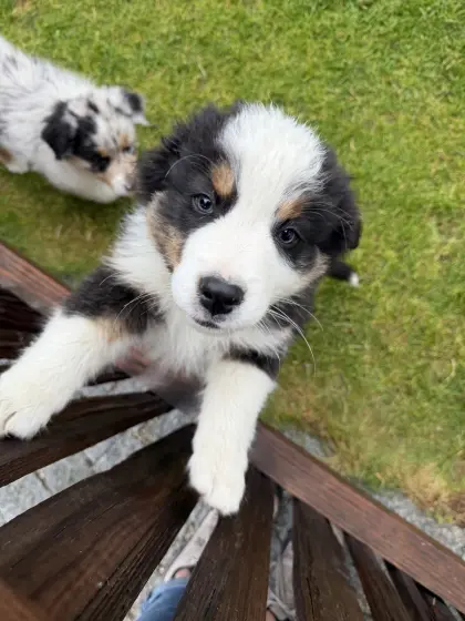 Australian Shepherd Welpen
