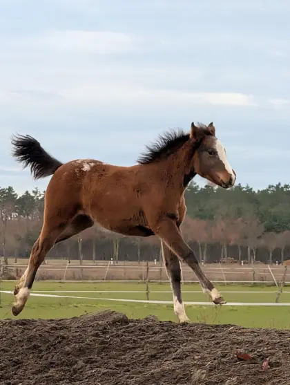 Stutfohlen Appaloosa x deutsches Reitpony