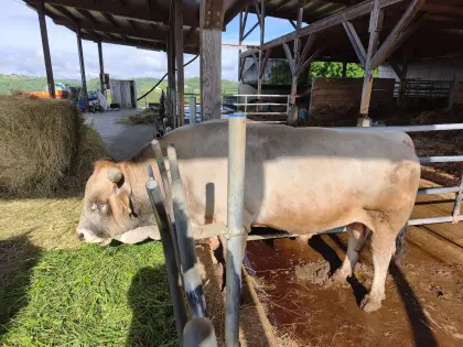 Murbodner Stier Max