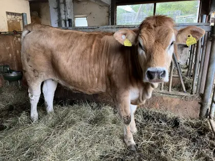 Murbodner Kalbin