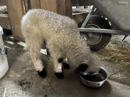 Walliser Schwarznasenschaf