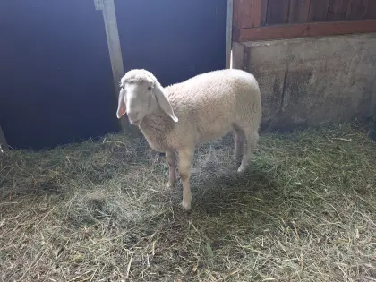 Bergschaf-Lamm