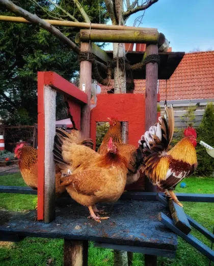 Zwerghahn Henry