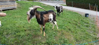 Tauernschecken-Bock