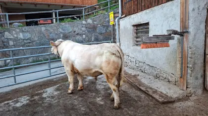 Charolais Zuchtstier PP