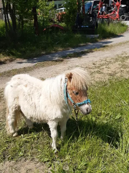 Pony