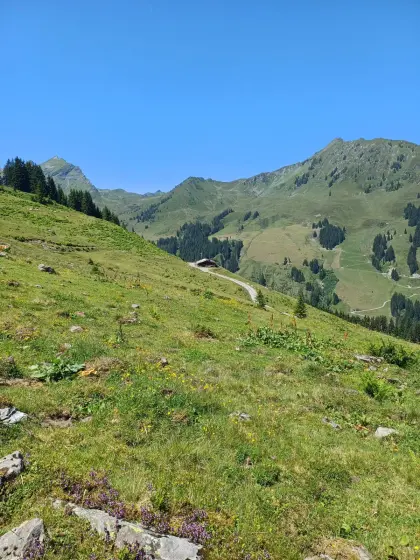 Almplätze für Sommer 2026