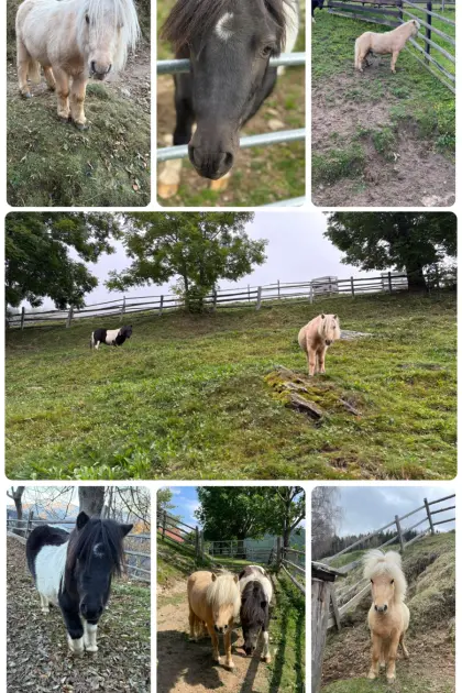 Minishetty-Ponys, Wallach und Stute