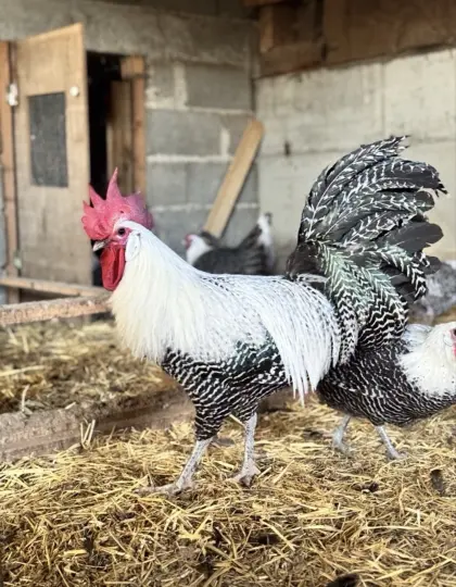 Barnevelder, Ga H Mong Hennen, Hühner