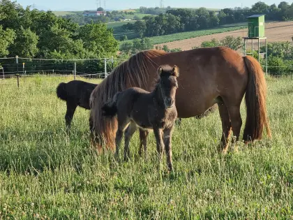 Shetland Shetty Stute, Fohlen, Pony