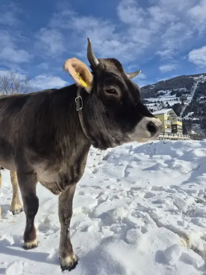 Tiroler Grauvieh Kalbin