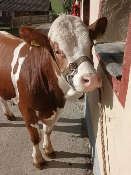 FV-Zuchtstier, genetisch hornlos