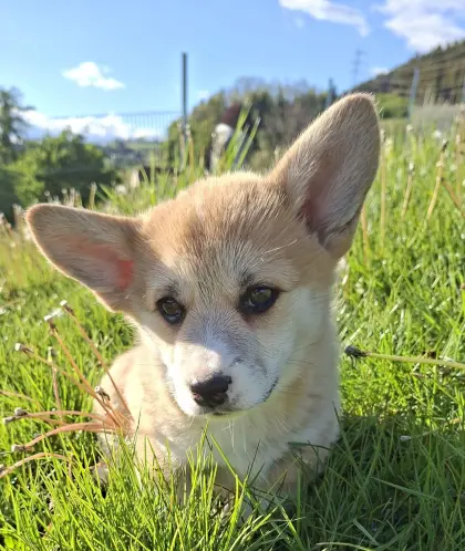 Welsh Corgi Pembroke Welpen