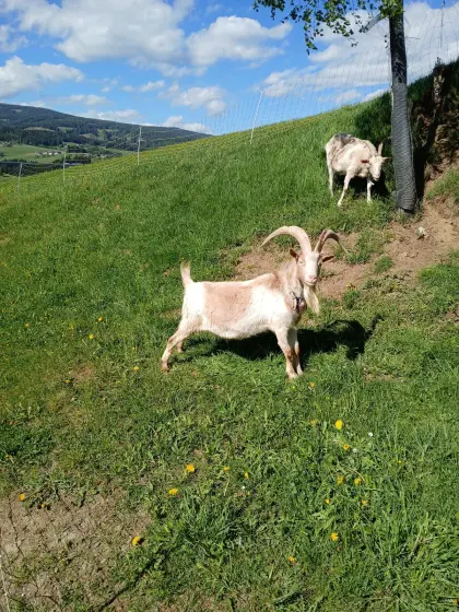 Ziegenbock
