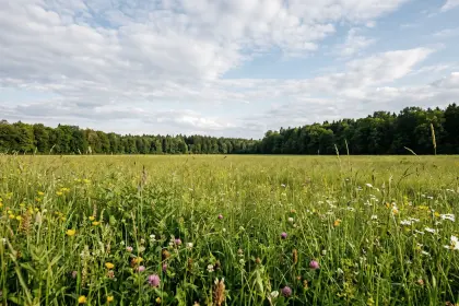 Bauernsacherl mit Option, Grünland zu verpachten