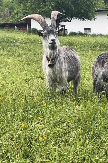 Blobe-Bock