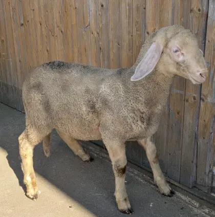 Merino-Jungschafböcke