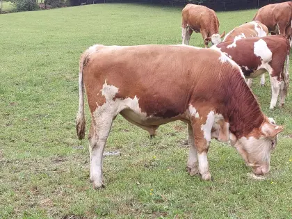 Verleihe Bio-Sprungstier