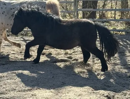Pony-Hengst