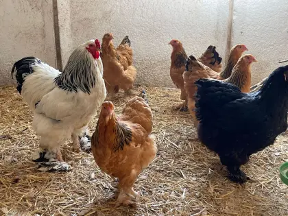 10 Brahma Bruteier kurzfristig verfügbar