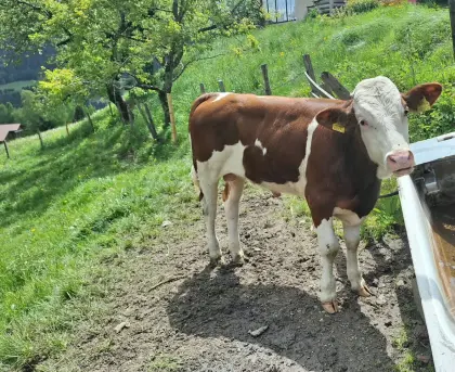 Stier